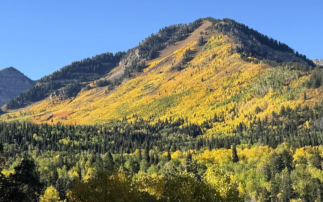 {#42} Names We Hear and Smell, Names We Don’t