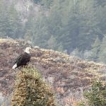 {#45} Eagles in the Sky