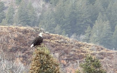 {#45} Eagles in the Sky