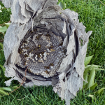 {#59} In Defense of Wasps