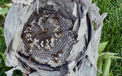{#59} In Defense of Wasps